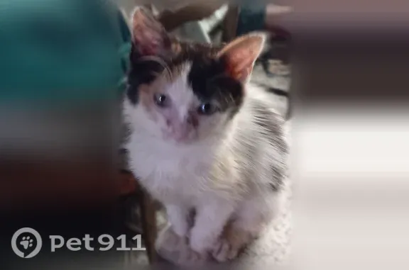 Chat perdu femelle, Chaussée Jules Ferry, 20, Amiens - pelage long blanc avec grandes taches roux et noir - photo