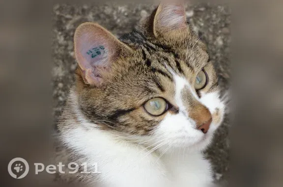 Chat perdu mâle, Rue du Champ de Foire, 38b, Toul - tigré noir et brun, ventre et pattes blancs - photo