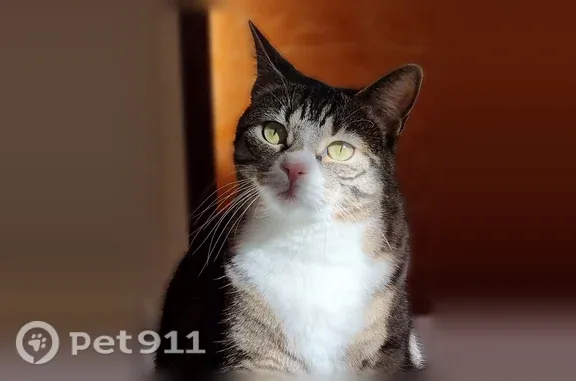 Chat perdu femelle, Brionne, Normandie, Paris - gris tigré et noir, ventre blanc - photo