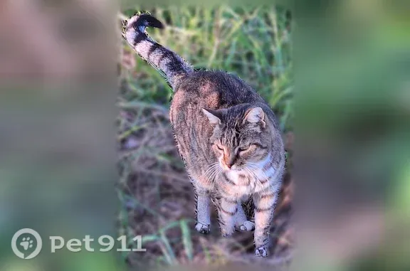 Chat perdu femelle, Rue de la Beduque, Montferrand-le-Château - tigrée, yeux verts - photo