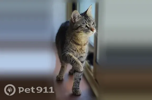 Chat perdu mâle, Avenue Jacques Dupin, 170 c, Privas - jeune et très joueur - photo