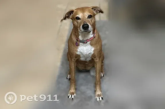 Lost dog, East Fullers Cross Road, 2280, Ocoee — female, skittish, no collar - photo