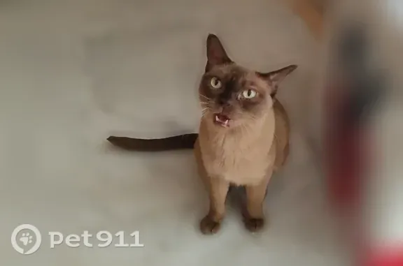 Chat trouvé Boulogne-Billancourt, photo: Chat trouvé, Boulevard du Maréchal Joffre, 116, Bourg-la-Reine, Boulogne-Billancourt — marron gris aux yeux verts