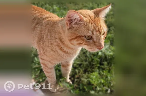 Lost cat, Idell Avenue, 103, Dallas — male, orange striped, white tail tip - photo