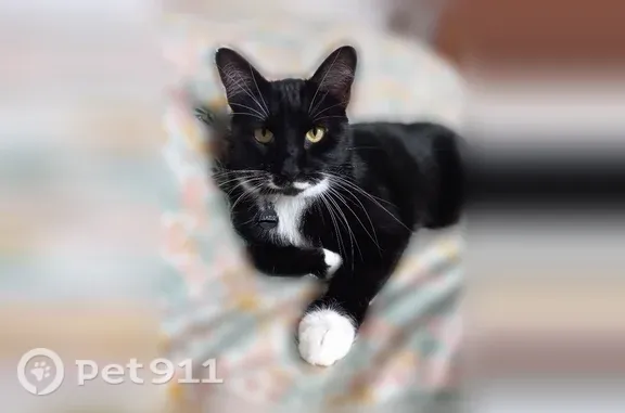 Chat perdu mâle, Rue Fieux, 54, Toulouse — noir avec zones blanches - photo