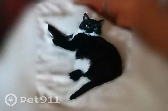Chat perdu femelle, Rue du Presbytère, Malestroit, Paris - dos noir, œil gauche abîmé - photo