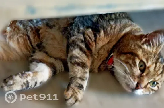 Chat perdu, femelle, Granville, quartier St Nicolas - tigré marron gris, collier rouge - photo
