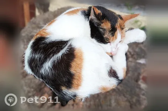 Chat perdue, Chemin de la Forge aux Vanniers, Cresseveuille, Dozulé - femelle, toute petite, très espiègle - photo