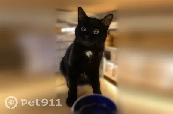 Chat perdu, La Courneuve, photo: Chat perdu, Rue Maurice Ravel, 2 Bis, La Courneuve - femelle