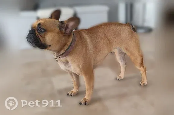 Chien perdu, femelle, Paris - bouledogue français avec collier - photo