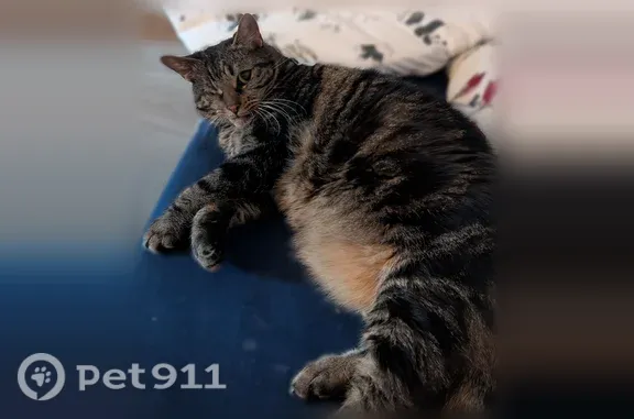 Chat perdu, Rue de Wasselonne, Schiltigheim - femelle, un œil en moins - photo
