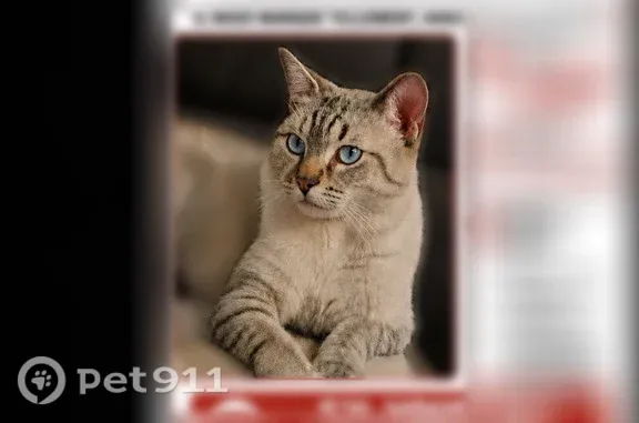 Perdu chat mâle, Rue Pasteur, 9, Rixheim - pelage clair tigré, yeux bleus - photo
