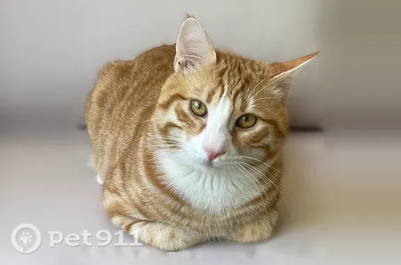 Chat perdu, Vitrolles, photo: Chat perdu mâle, Boulevard Henri Loubet, 55, Vitrolles - roux, pucé
