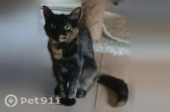 Chat perdu femelle, Rue du Prieuré, Beaucouzé, Nice — écailles de tortue, très petite - photo