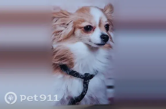 Chien perdu femelle, Rue des Patriotes, 218, Paris - petite espagnol papillon, puce électronique - photo
