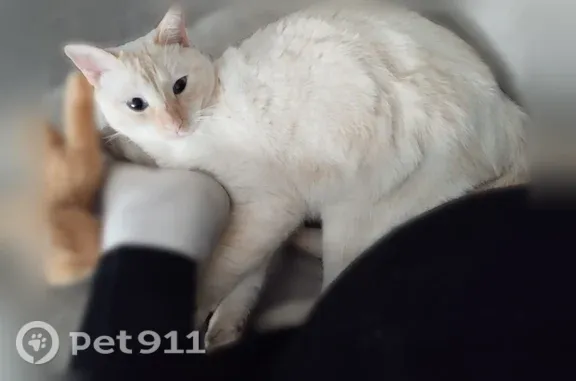 Chat perdu mâle, Sabran, Montpellier - blanc aux yeux bleu ciel - photo