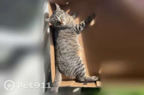 Perdu chat femelle, Avenue Roquefort, 24, Revel, Argelès-Gazost - répond à son prénom Loopy - photo