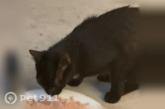 Chat trouvé Dijon, photo: Chat trouvé, Rue du Château, 66, Montceau-les-Mines, Dijon - chat noir aux yeux verts