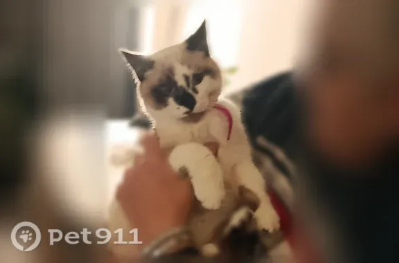 Chat perdu mâle, Place des 4 Saisons, 35, Val-de-Reuil - non castré - photo