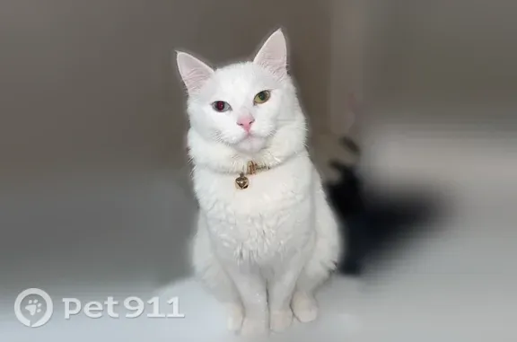 Chat perdu mâle, Aulnat, Auvergne-Rhône-Alpes, Lyon - aux yeux vairons, poil long - photo