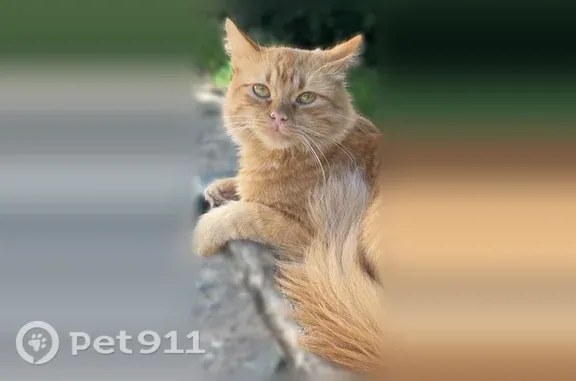 Chat perdu mâle, Rue du Stade, 29, Irigny - roux à poils longs - photo