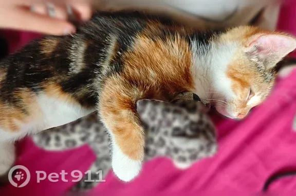 Chat perdu, Rue de Lamballe, 12 bis, Fleury-les-Aubrais - femelle tricolore - photo