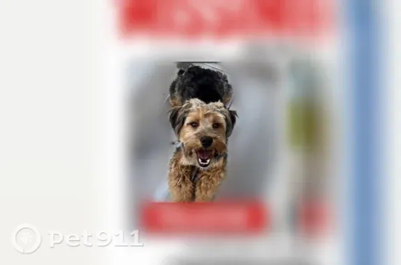 Missing dog Irving, photo: Lost dog, South Franklin Street, Irving — 1-year-old black and tan Yorkie mix