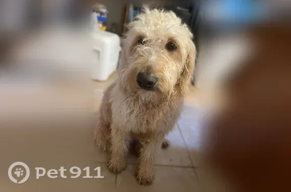 Lost dog, Asbestos Road, Cleveland - yellow shaggy fur - photo