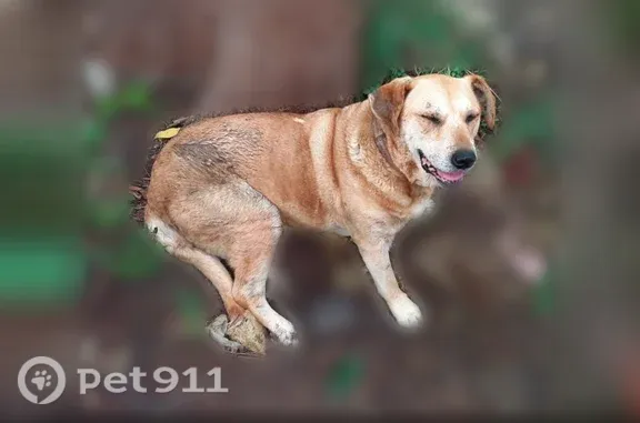 Lost dog, North Norwood Avenue, 1719, Tulsa - female, golden white, mostly golden - photo