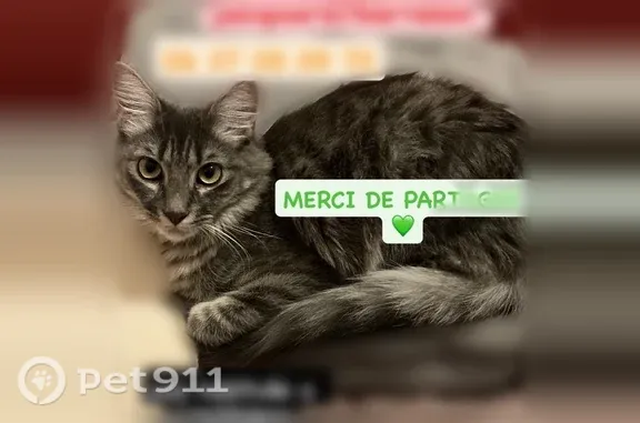Chat perdu, femelle, Rue Pierre Barralon, 5, Saint-Étienne - grise et blanche tigrée, poils longs - photo