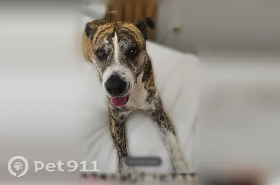 Lost dog, 31st Street, 455, Kenner - male Boxer mix - photo