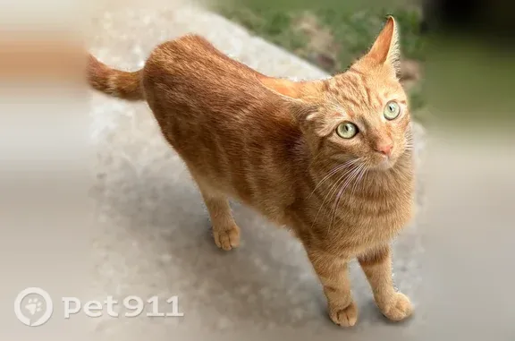Chat perdu mâle, Rue du Blavet, Bédée - roux, yeux verts clairs - photo