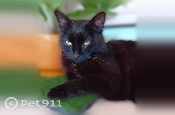 Chat perdu, Rue de la Baronnais, 6, Bouguenais - femelle noire stérilisée - photo
