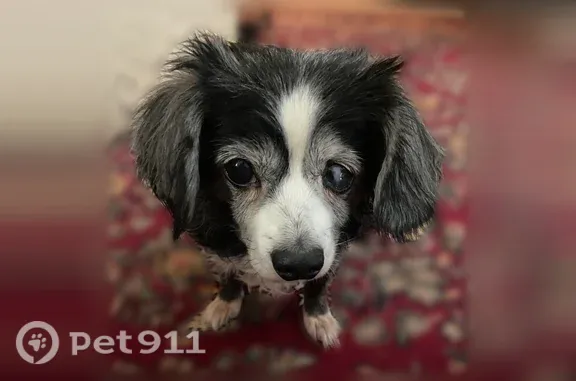 Lost dog, Dallas — female, long-haired Chihuahua mix, black and white, cataract in left eye - photo