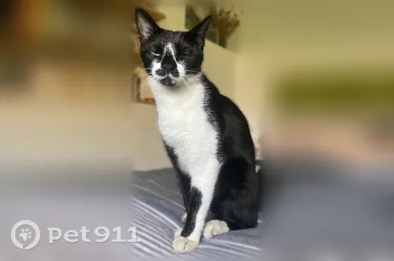 Perdu chat mâle, Rue Monsarrat, 72, Bordeaux, Paris - sociable et craintif - photo