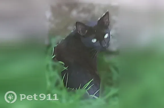 Chat perdu mâle, La Clarté, 488, Querrien - chat noir, craintif - photo
