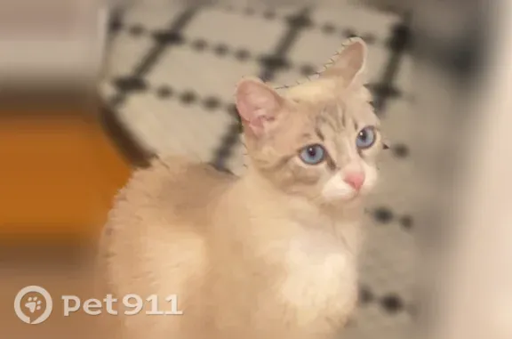 Chat perdu femelle, Rue André Bablet, 40, Isle - blanche grise, yeux bleu clair - photo