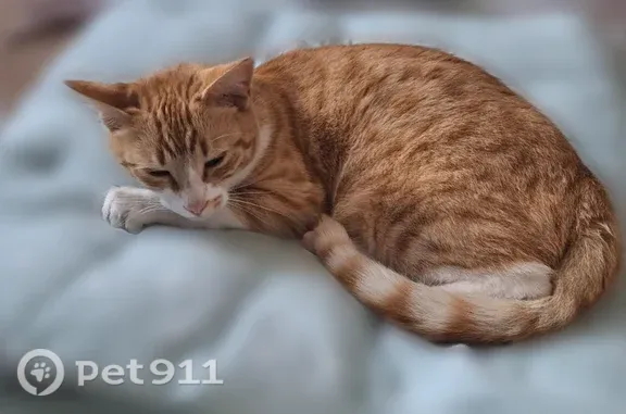 Chat perdu mâle, Rue Bremaudière, Niort - roux et blanc, collier anti-puces gris - photo
