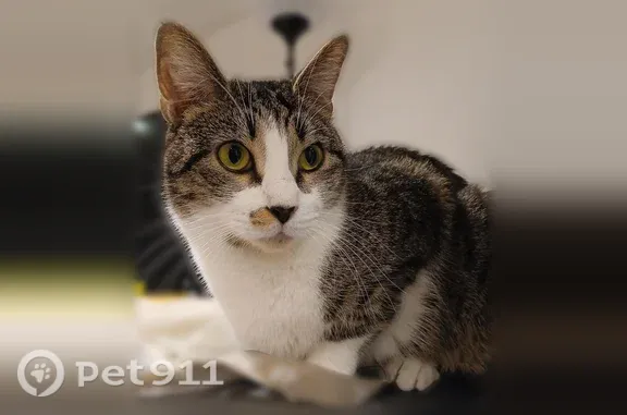 Chat perdu, Rue George Sand, Choisy-le-Roi - femelle - photo
