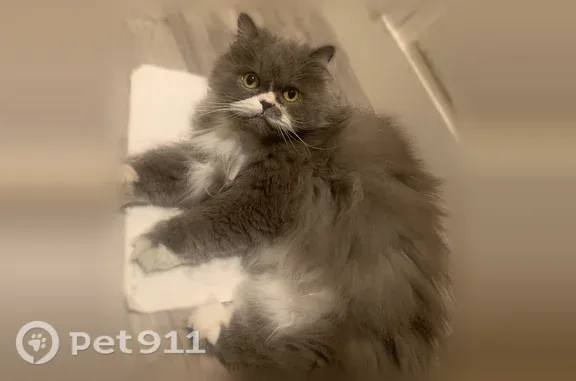 Chat perdu, Boulevard de la Villette, 45, Paris - mâle castré, pucé - photo