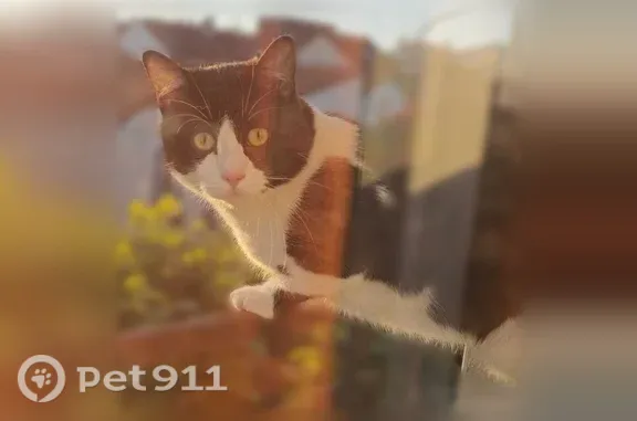 Chat perdu mâle, Rue des Hanots, 49, Paris - castré, vacciné, pucé - photo