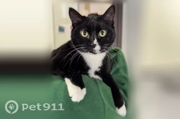 Lost cat, Madison, Wisconsin - black and white - photo