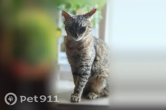 Chat perdu mâle, Rue de Bègles, 87, Bordeaux - méfiant - photo