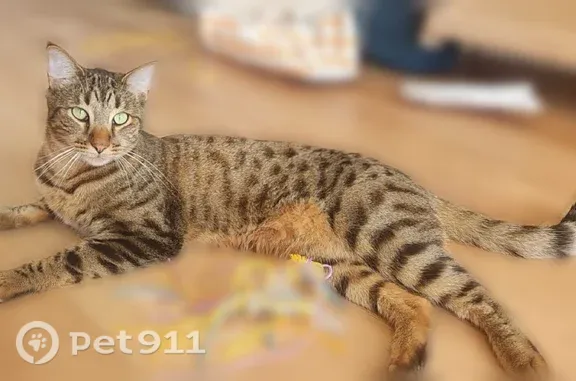 Perdu chat mâle, Boulevard Georges Mandel, 2, Nantes - tigré brun/noir aux yeux vert clair - photo