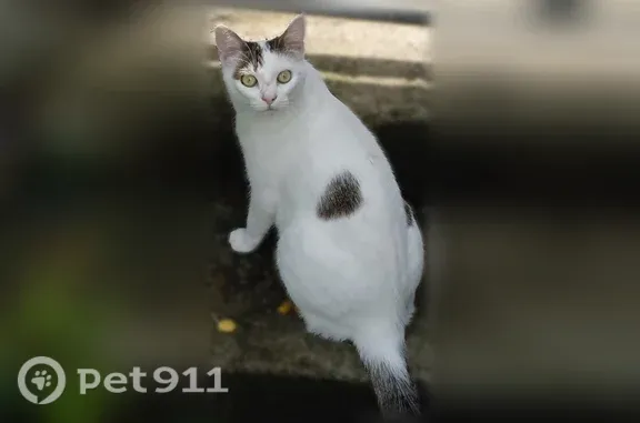 Perdu chat femelle, Rue de Kervélégan, 3, Quimper, Paris - chatte blanche avec 2 taches noires sur le dos - photo