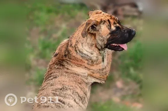 Chien perdu, Route de Montbartier, 1135, Bressols - mâle - photo