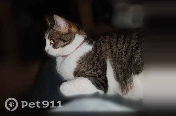 Chat perdu, Lille, photo: Chat perdu, Rue du Beau Séjour, Lille — femelle, très craintive