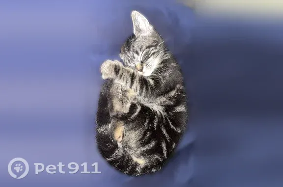 Perdu chat femelle, Rue de l'Ancienne Place, Maubeuge, Saint-Saulve - chaton de 3 mois - photo
