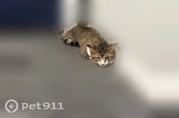 Found cat Detroit, photo: Found cat, Pitch Pine Lane West, 4980, Ypsilanti, Detroit - dark grey collar, yellowish-green eyes