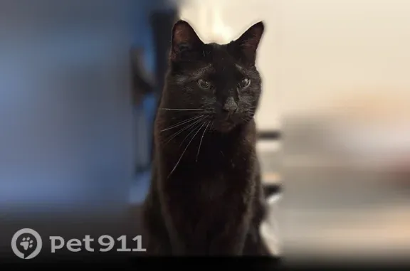 Chat perdu mâle, Rue de Chazelet, 235, Saint-Maurice-de-Lignon, Sainte-Geneviève-des-Bois - gros chat noir - photo